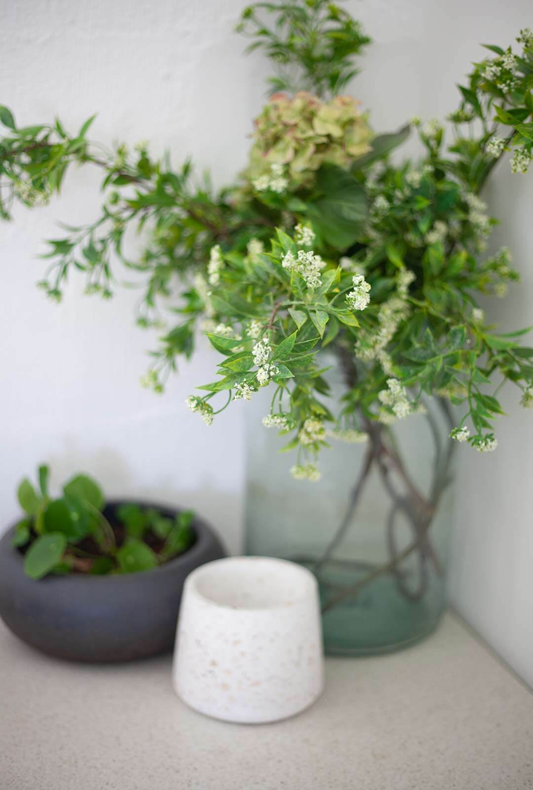 Gorgeous green plant, sat in the window of Dr Katey's clinic.